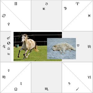 Injury by horses in Astrology s